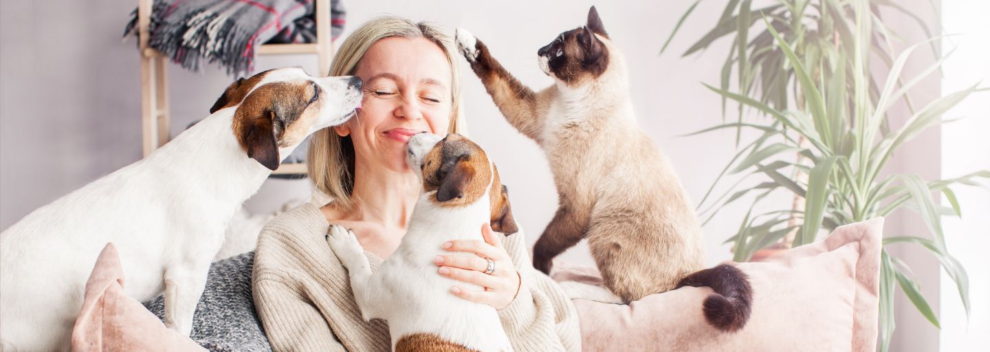 Pet resting at home after the room has been cleaned.